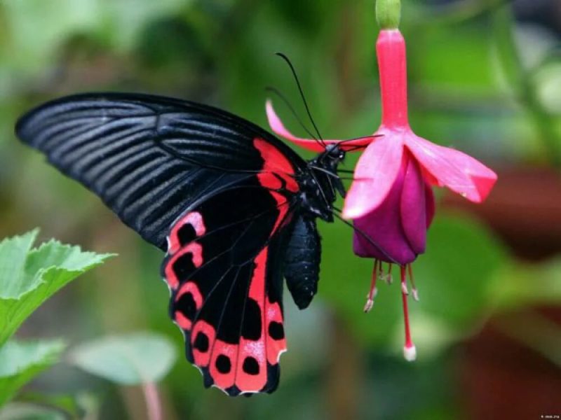 Фотографии прекрасных бабочек на Земле