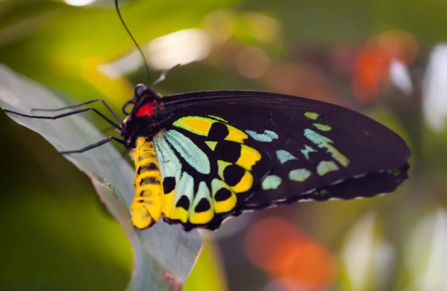 Кадры самых великолепных бабочек мира