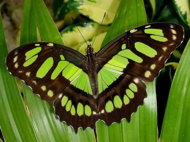 Иллюстрации красивейших бабочек на планете