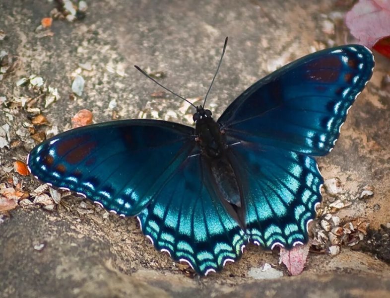 Фотографии удивительных бабочек со всего мира