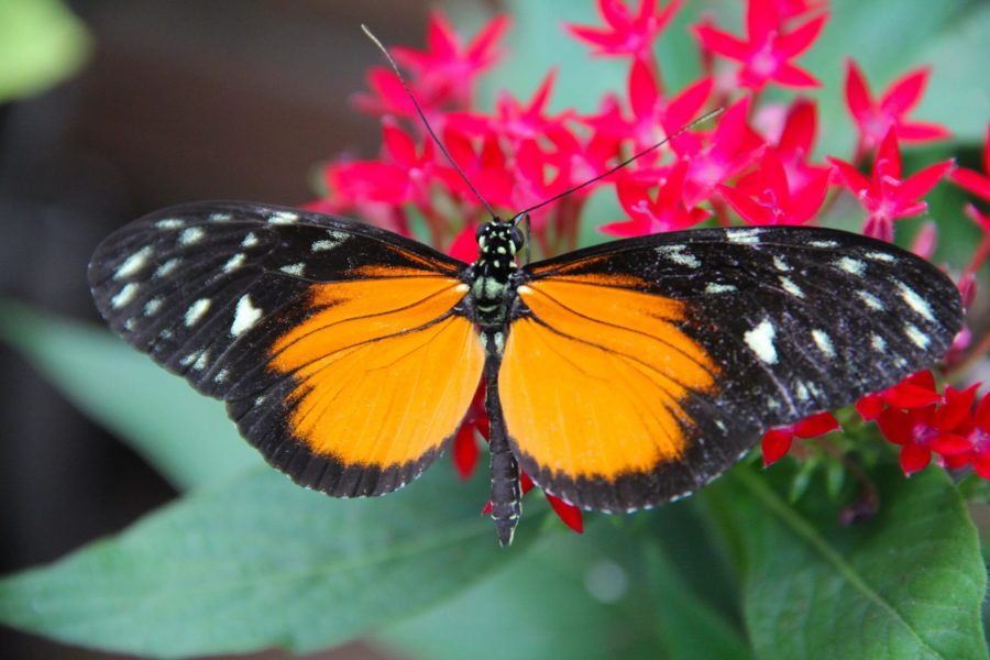 Картины прекраснейших на Земле бабочек