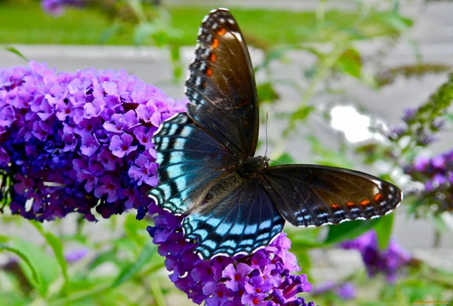 Снимки самых чудесных бабочек на свете