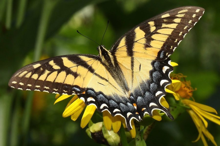 Фотографии уникальных бабочек, обитающих в мире