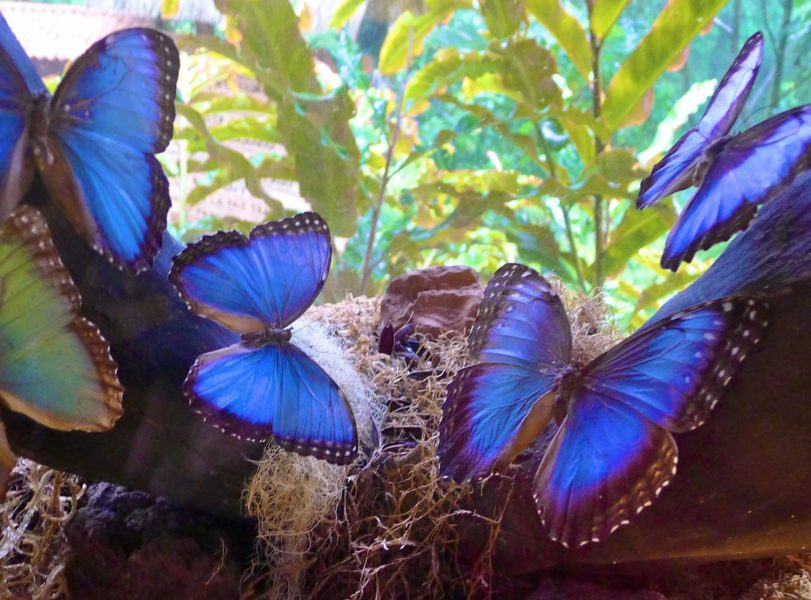 Иллюстрации самых восхитительных бабочек на Земле