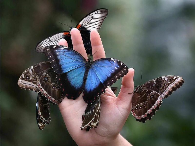 Кадры самых красивых бабочек, обитающих на планете