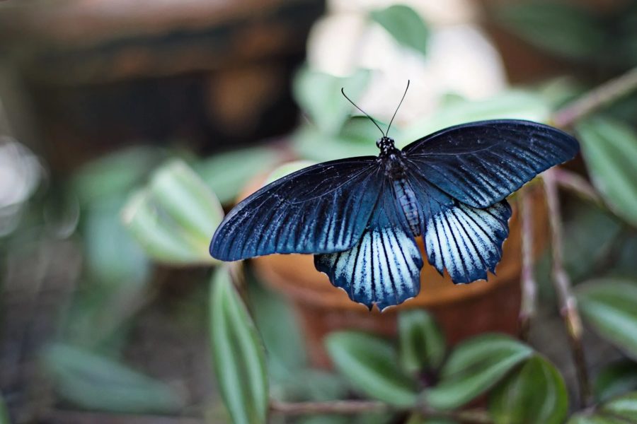 Изображения самых прекрасных бабочек, обитающих на Земле