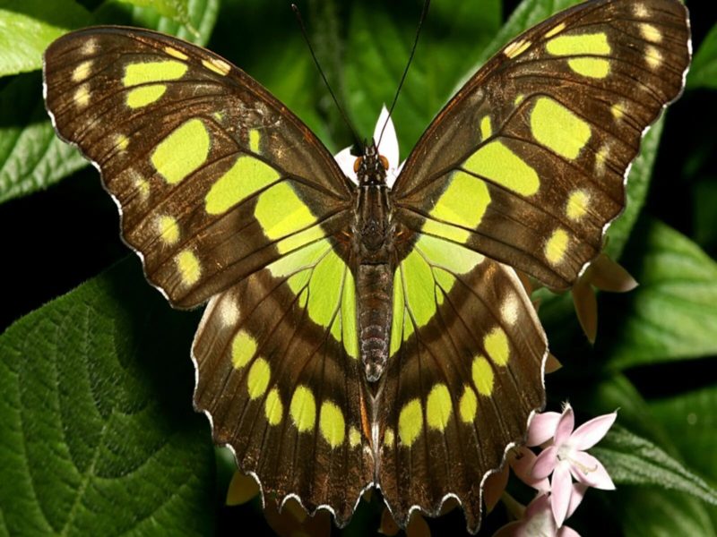 Фотографии чудесных бабочек со всего мира