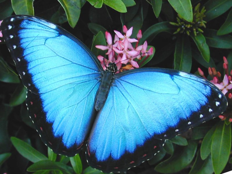 Фото самых великолепных бабочек на свете