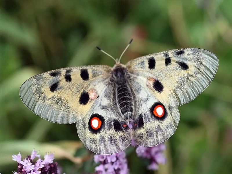 Изображения самых удивительных бабочек, обитающих на Земле