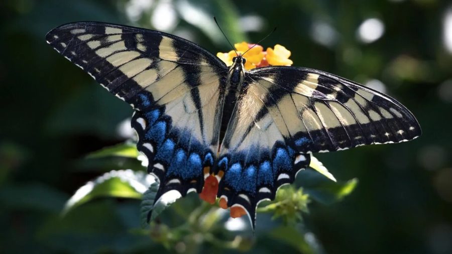 Картины самых прекрасных на Земле бабочек