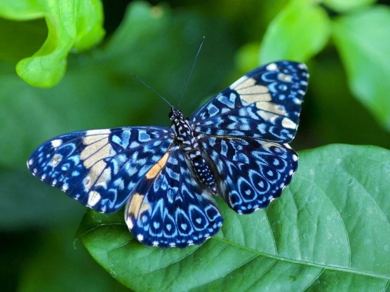 Снимки восхитительнейших бабочек, обитающих в мире