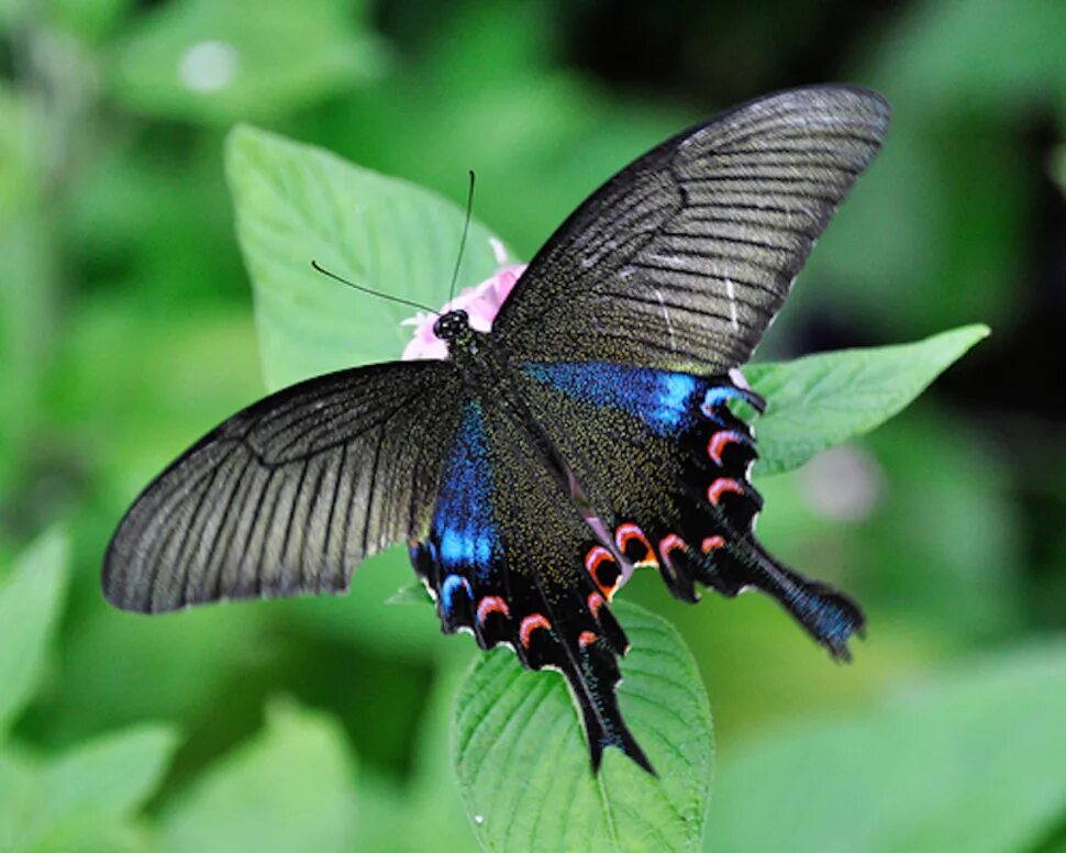 Фотографии уникальнейших бабочек со всего мира