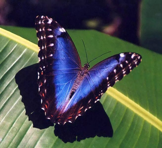 Кадры самых красивых бабочек, обитающих в мире