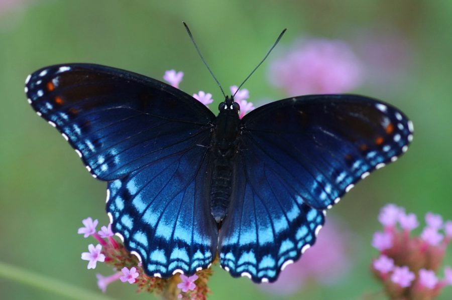 Изображения самых прекрасных бабочек, обитающих на свете