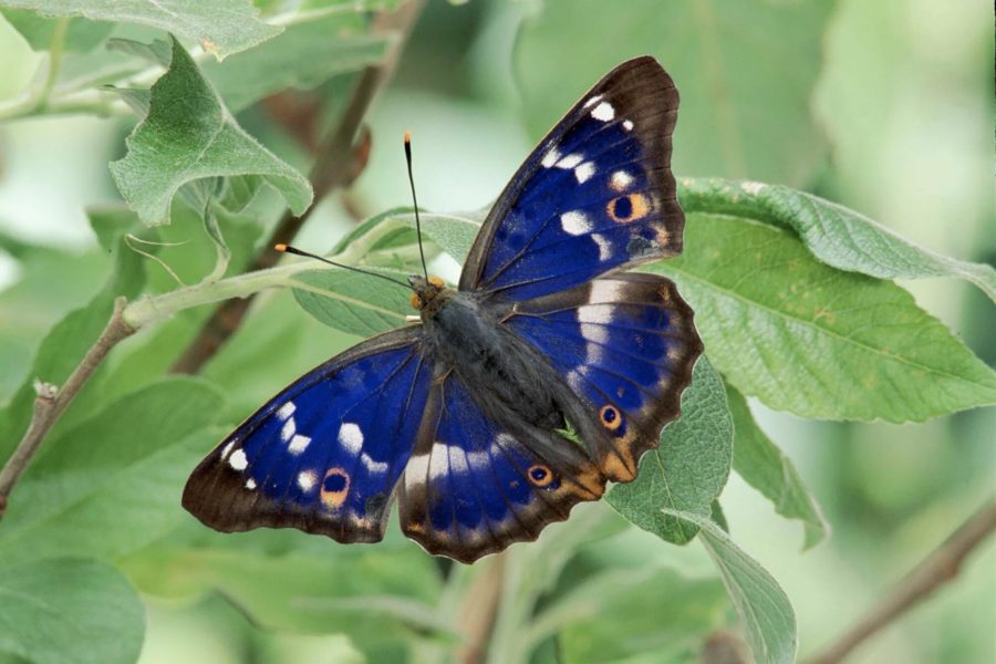 Картины удивительнейших на Земле бабочек