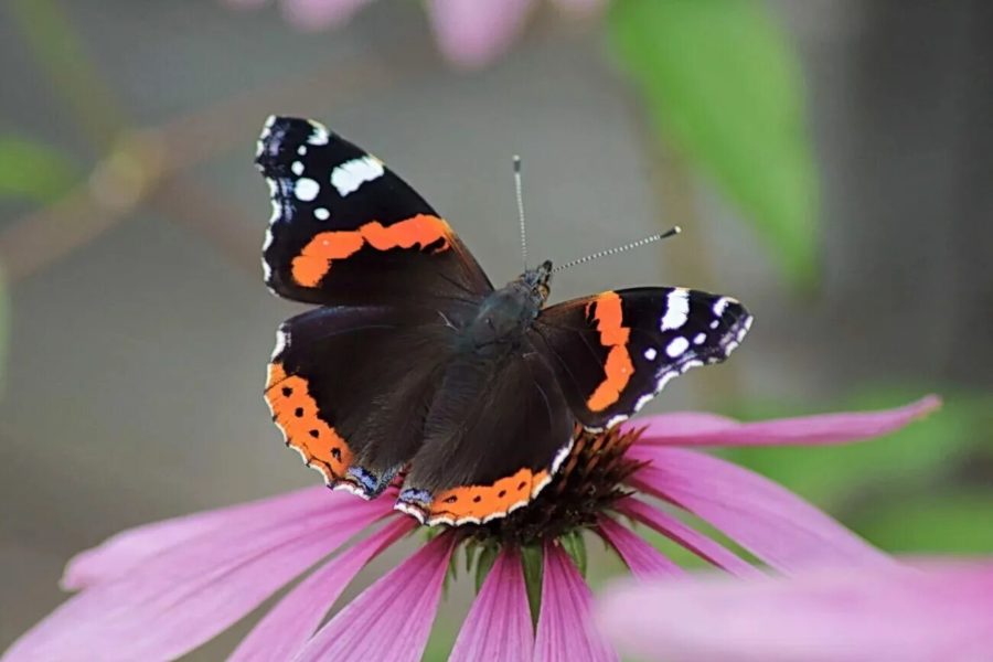 Фотографии чудесных бабочек со всей Земли