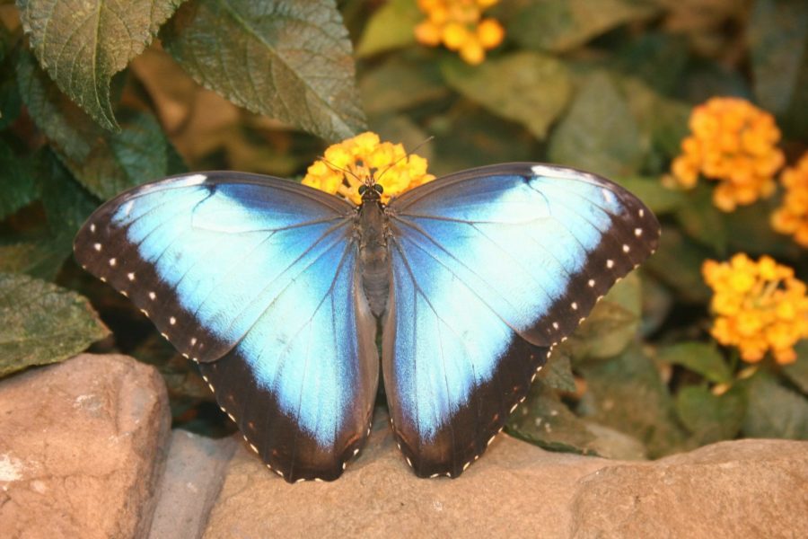 Иллюстрации красивейших на Земле бабочек