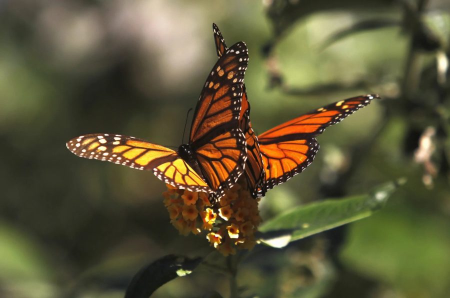 Фото самых великолепных бабочек на планете