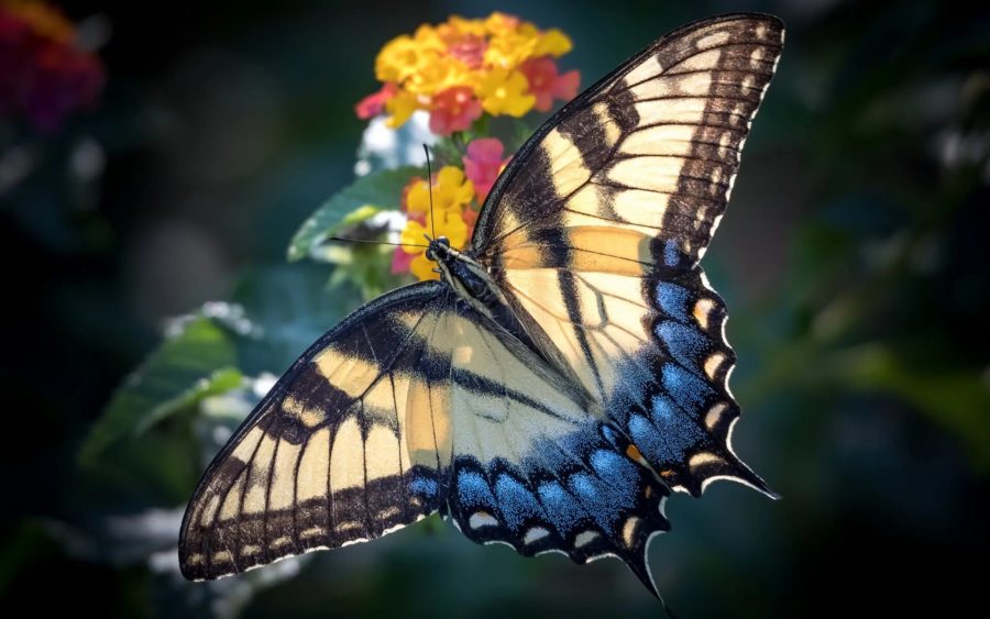 Снимки восхитительнейших бабочек, обитающих на планете
