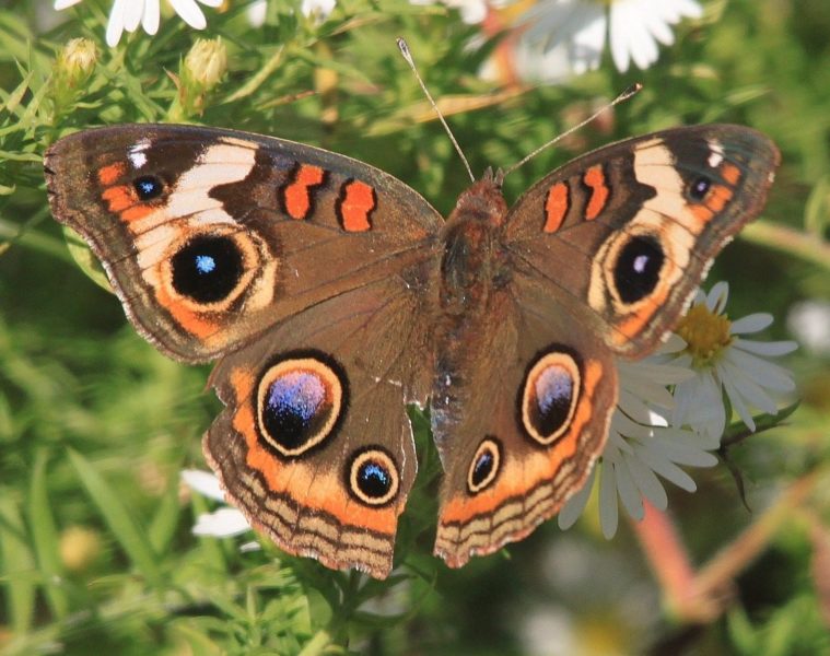 Фотографии уникальнейших бабочек со всей Земли