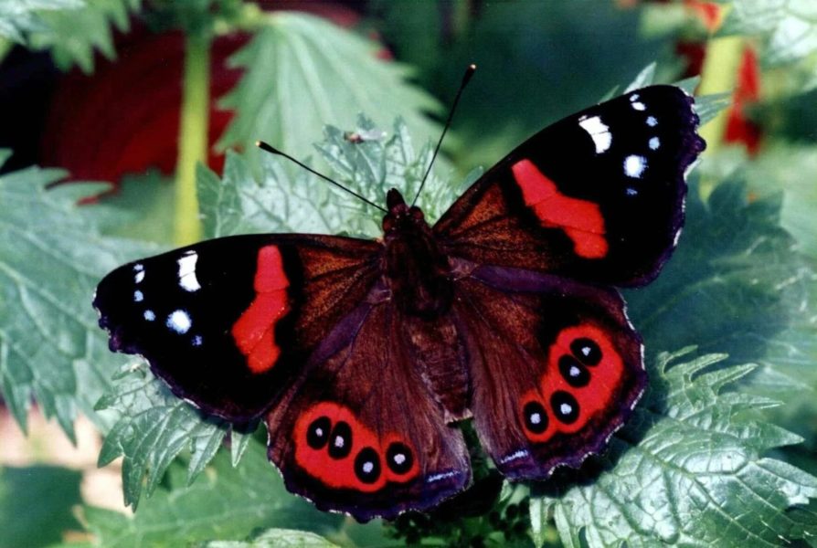 Иллюстрации самых чудесных бабочек на Земле