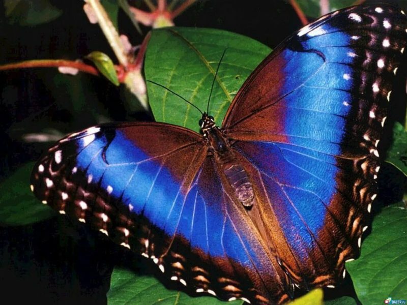 Кадры самых красивых бабочек, обитающих на свете
