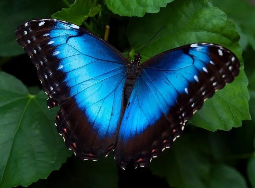 Фото самых изумительных бабочек на планете