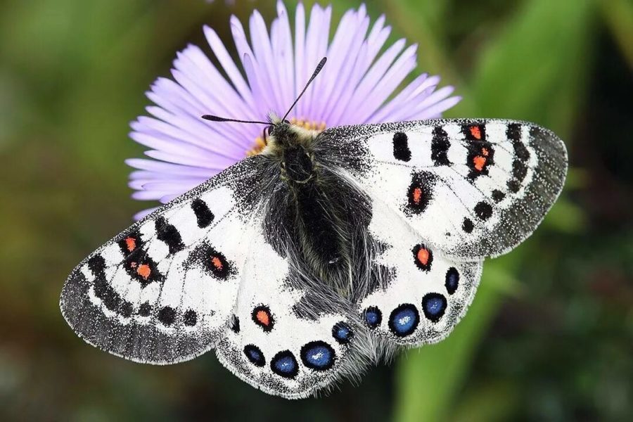 Изображения самых прекрасных бабочек на Земле
