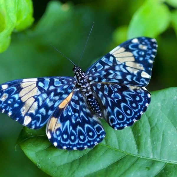 Снимки прекраснейших бабочек, обитающих на планете