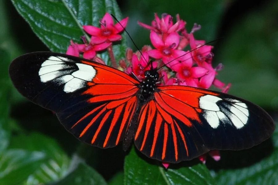 Кадры удивительных бабочек, обитающих на свете