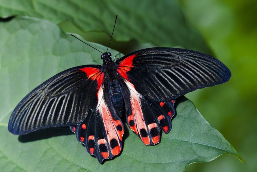Фото самых великолепных бабочек на планете