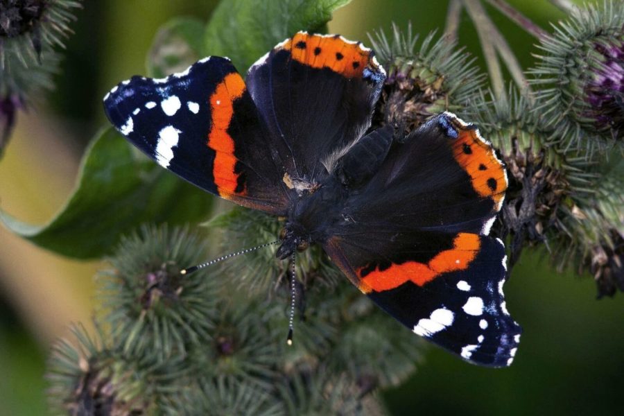 Изображения самых удивительных бабочек на Земле
