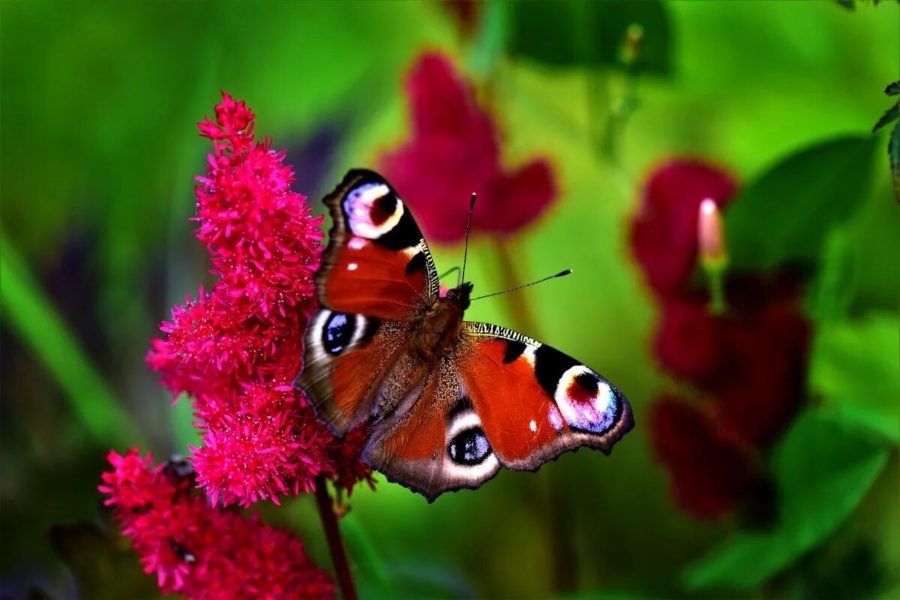 Иллюстрации самых чудесных бабочек на Земле