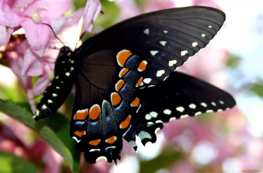 Фото самых изумительных бабочек на свете