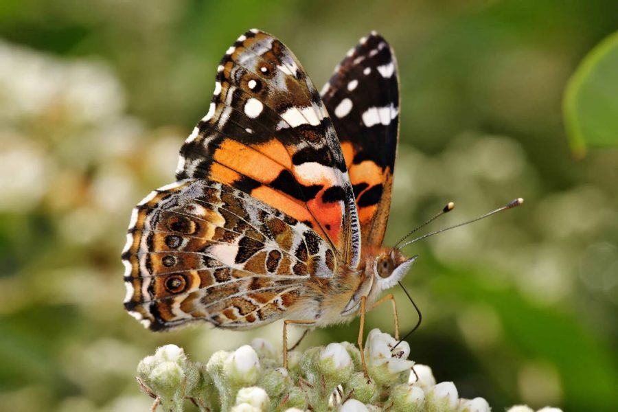 Изображения самых прекрасных бабочек на Земле