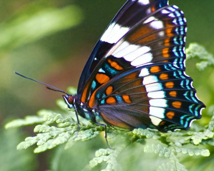 Картины удивительнейших на Земле бабочек