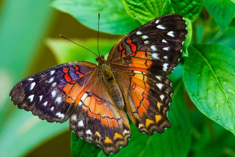 Кадры удивительных бабочек, обитающих на планете