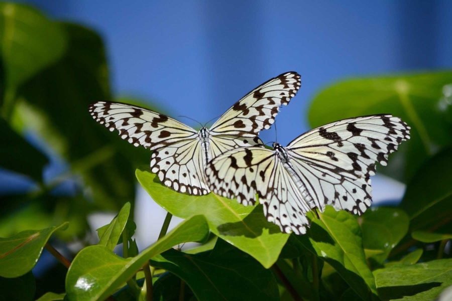 Картины самых прекрасных на Земле бабочек