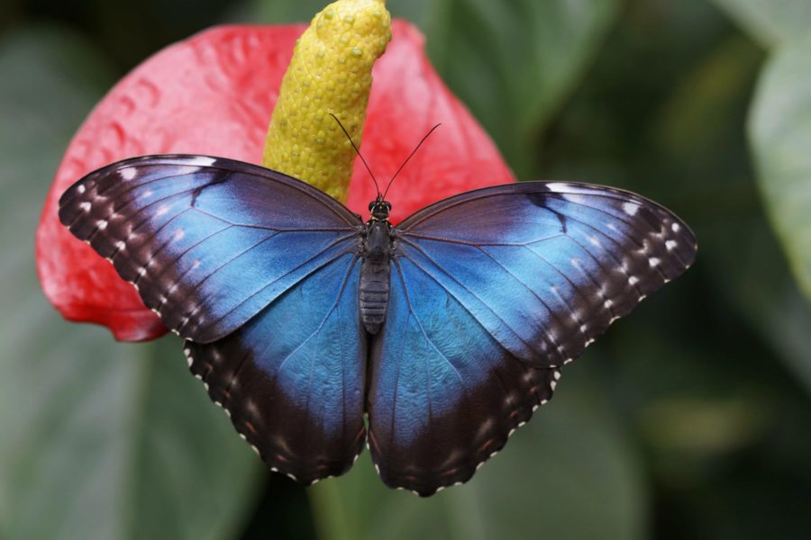 Снимки восхитительнейших бабочек, обитающих на планете