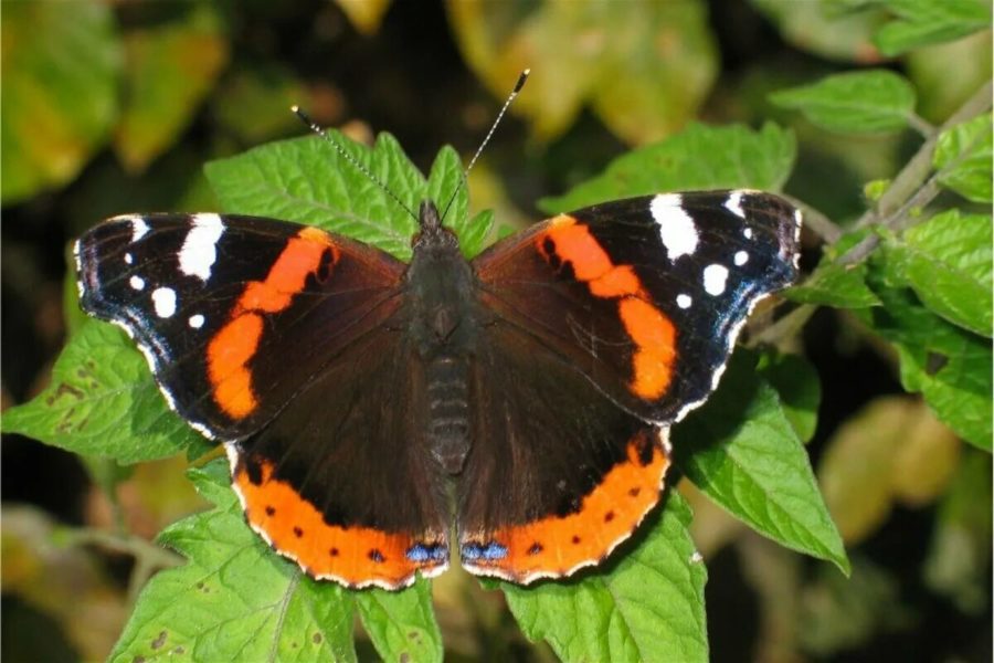 Фотографии уникальнейших бабочек со всего мира