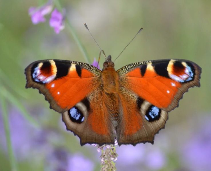 Кадры самых красивых бабочек, обитающих в мире