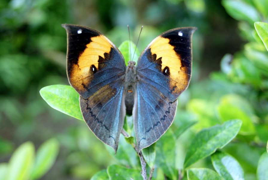 Фото самых изумительных бабочек на свете