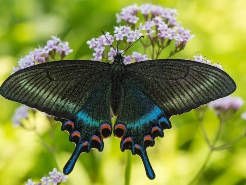 Снимки прекраснейших бабочек, обитающих в мире