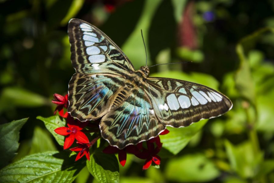 Иллюстрации красивейших на Земле бабочек