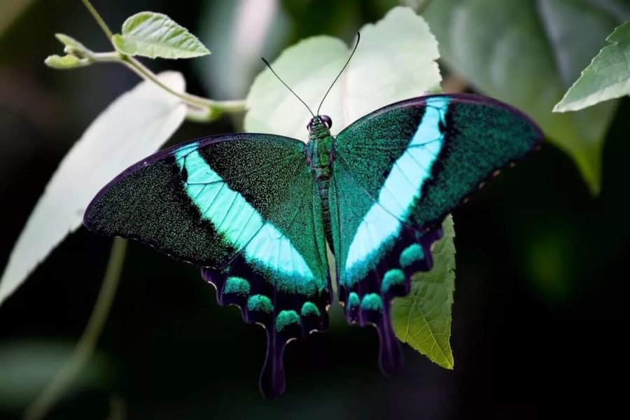 Кадры удивительных бабочек, обитающих на планете