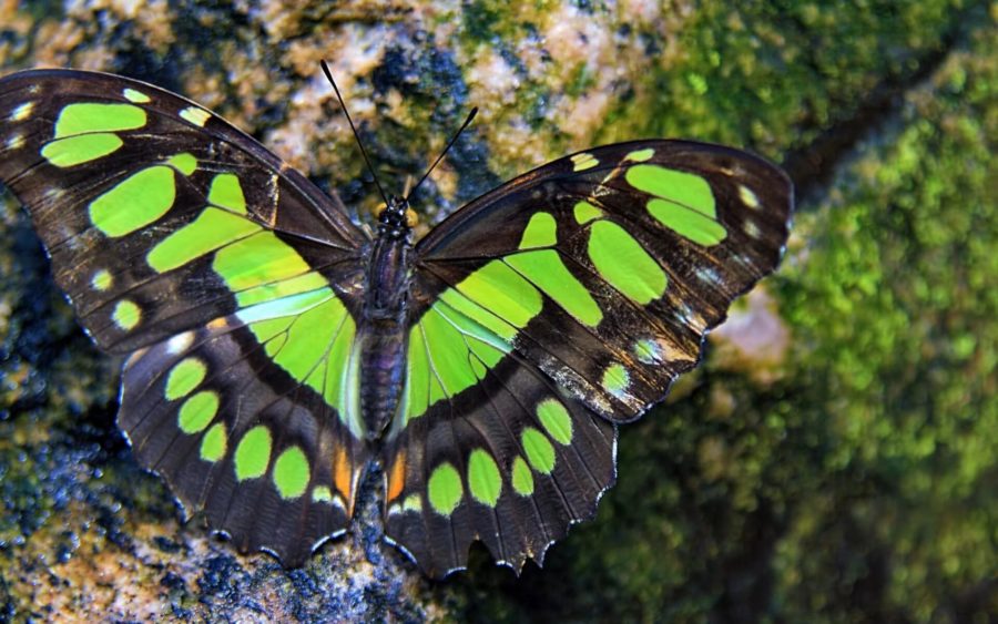 Фото самых великолепных бабочек на свете
