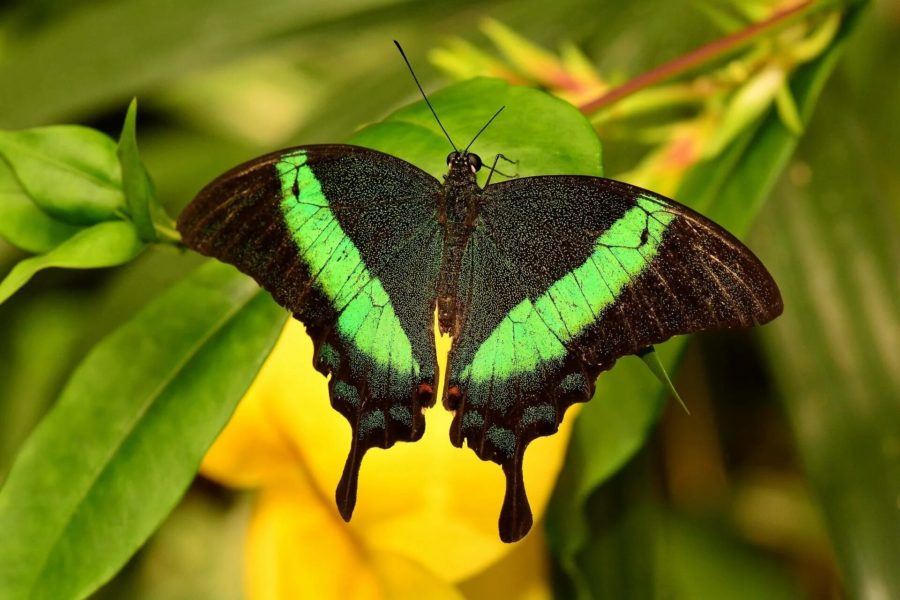 Изображения самых удивительных бабочек на Земле